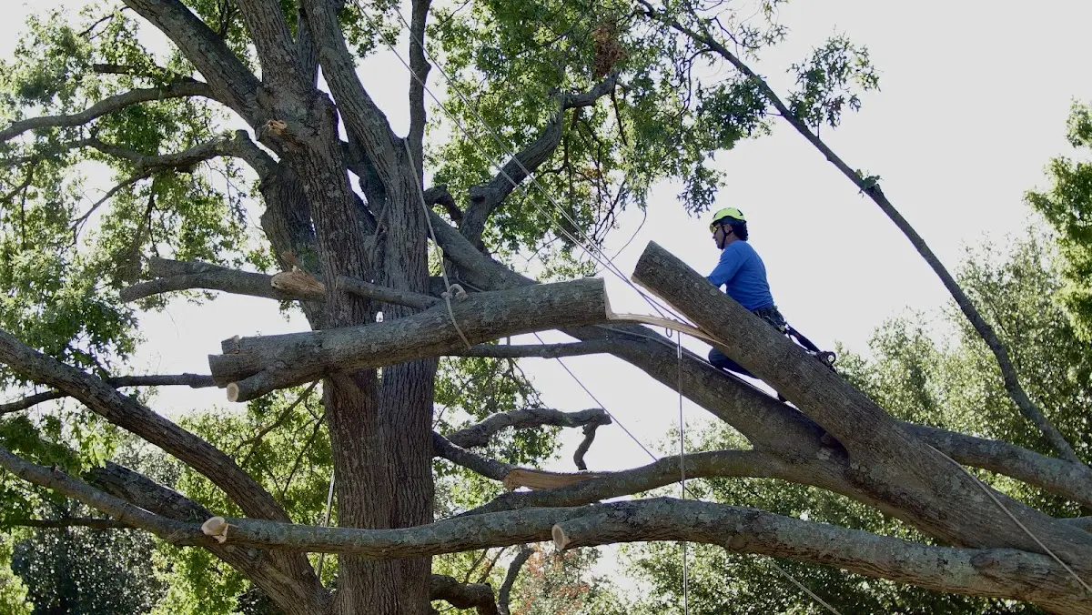 Professional Hazardous Tree Removal performed by certified arborists in Tyringham